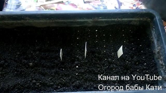 Сорта низкорослых томатов для открытого грунта без пасынкования. Неприхотливые томаты на Урале смотреть онлайн
