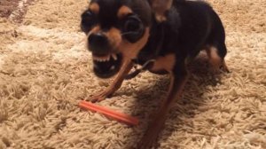 Русский той-терьер плюсы и минусы породы | Собаководство | Порода собак Русский той-терьер