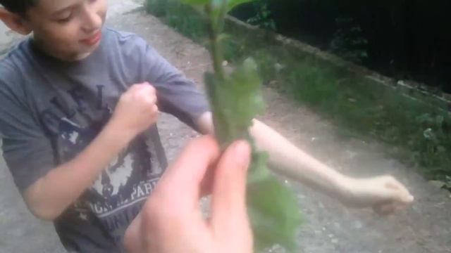 Играем в цуефа, кто проиграет получает крапивой по руке смотреть онлайн