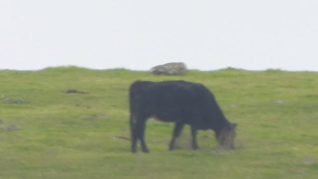 Nikon P1000: Super Mooz (4K) смотреть онлайн