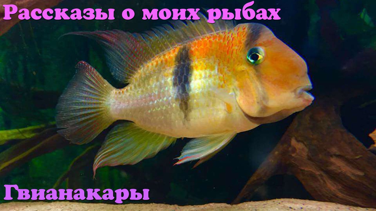 Гвианакары - Guianacara Owroewefi