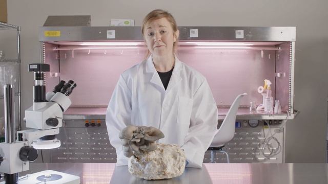 Fungi Explained! Historic Mycology, Biology, Hyphal Growth, And The Complete Mushroom Life-Cycle