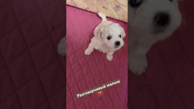 #бишонфризе #щенкибишонфризе #питомникагнелльденеж смотреть онлайн
