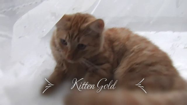 Хвост это моя гордость! Tail is my pride! смотреть онлайн