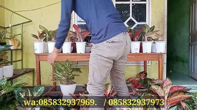 PROMO SUPER PROMO AGLONEMA BELI 1 GRATIS 5 ‼️ ADA JUGA BELI 1 GRATIS 10 смотреть онлайн