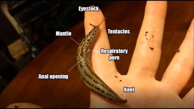 Limax maximus, the leopard slug смотреть онлайн