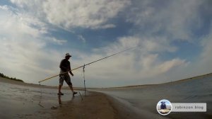 Работа серфовых  удилищ при карповом забросе во время ловли сазана на Нижней Волге.