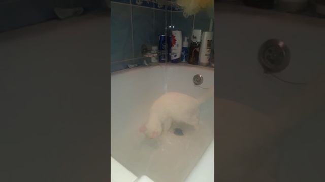 Ромашка принимает ванну смотреть онлайн