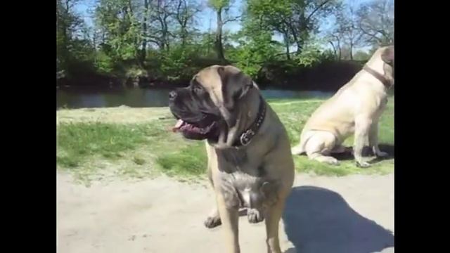 Топ 5 собак которые могут Вас съесть. Мастифф.Сербернар.Леонбергер смотреть онлайн