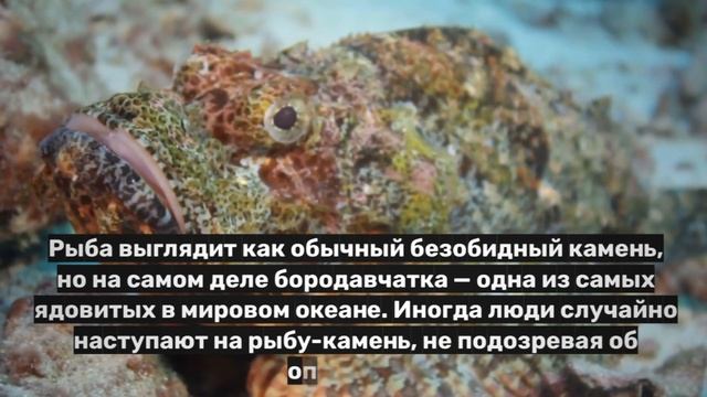 5 очень ядовитых рыб в мировом океане смотреть онлайн