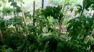 Почему скручиваются листья у томатов в теплице? Что делать?