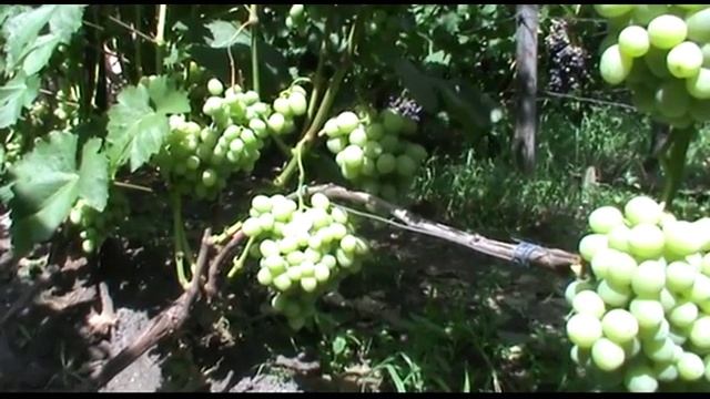 Сорт винограда селекции В. Н. Крайнова Дарья (Daria grapes) смотреть онлайн