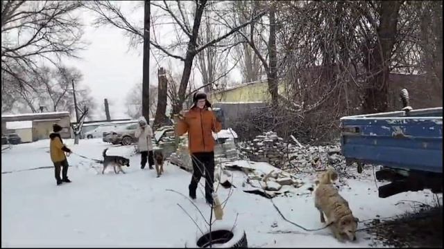 Кто к нам приехал? Реакция собак.#dogs #бездомныеживотные #собака смотреть онлайн