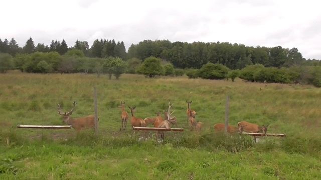Олени в Калининградской области. смотреть онлайн