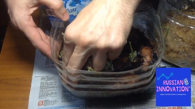 СПОСОБ ПОСАДКИ КАРТОФЕЛЯ НЕ КЛУБНЯМИ, А РОСТКАМИ смотреть онлайн