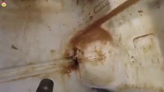 Сожительство азиатского шершня и поросёнка, чудеса существуют Охотник на шершня смотреть онлайн