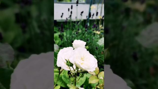 #Shorts#ВОТ ЭТО ДАЧА ❤️ смотреть онлайн