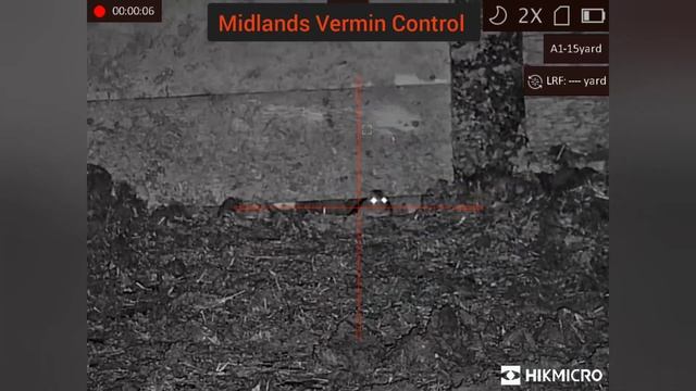 55+ Rats - Week 9 Ratting Action - Hikmicro Cheetah Lrf - Night Vision Rat Hunting