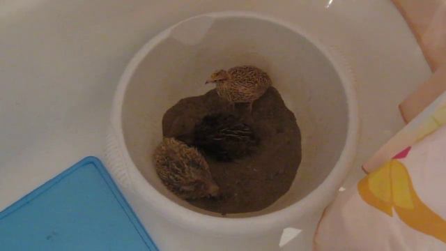 Купание перепёлок смотреть онлайн