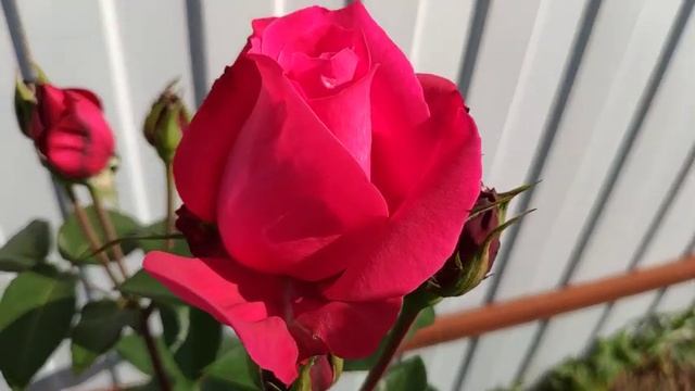 Розы в Подмосковье. Мои плетистые розы. смотреть онлайн