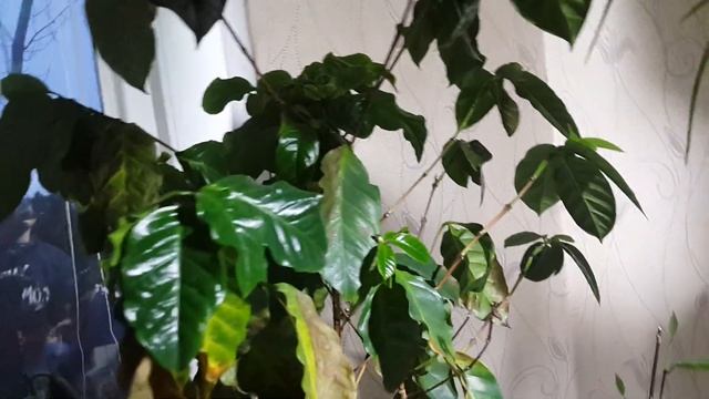 Бананы и Лимоны на гидропонике дома 2019! ? Bananas and Lemons on hydroponics at home 2019! ? смотреть онлайн