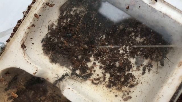 Как я размножила диакамм и эксперимент с салтаторами. #муравушка #сальтатор #диакаммы