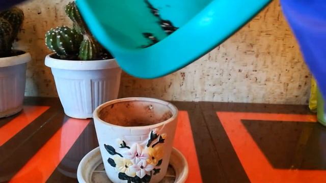 Пересадка кактусов Эхинопсис-(Сactus Echinopsis)- 2021 январь