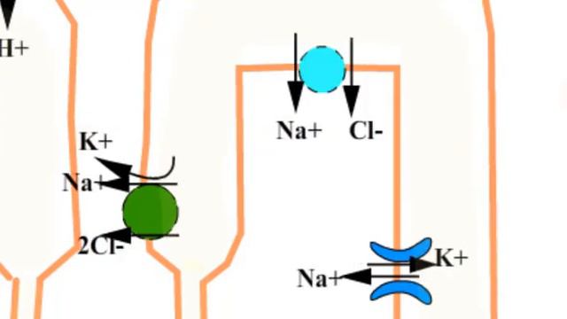 Diuretics Clinical Uses And Mechanism Of Action#acetazolamide #furosemide #spironolactone #thiazide