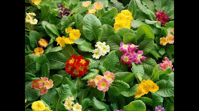 Наташа, с 8-м марта! смотреть онлайн