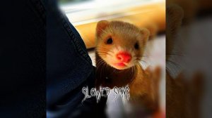 love potion-bj lips(slowed)