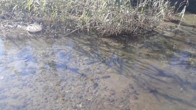 Как мы выпускали черепаху в Байбугу Феодосия смотреть онлайн