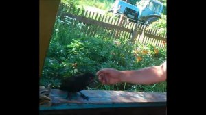 Как приручить ворону за 1 минуту