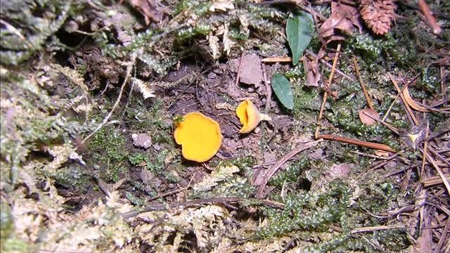 Sowerbyella rhenana смотреть онлайн