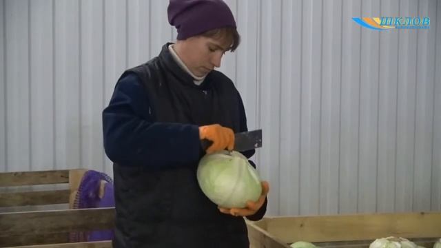 Урожай капусты смотреть онлайн
