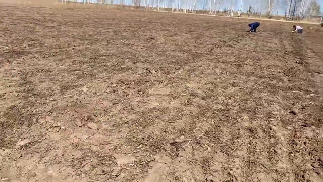 Апрельские работы на винограднике 🍇🍇🍇2023г. Весна ранняя. Краткий обзор о том чем мы занимаемся. смотреть онлайн