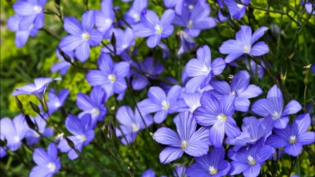 Эти средства быстро растворяют тромбы! смотреть онлайн