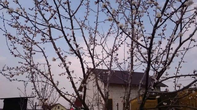 Как растёт абрикос в подмосковье. смотреть онлайн