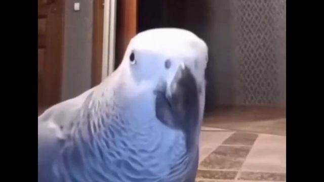 Попугай матерится смотреть онлайн