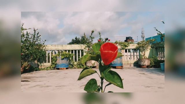 Hibiscus flower bloom diaries time lapse смотреть онлайн