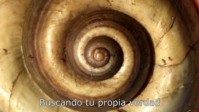 ¿Por qué pensar? - Julián Buenvino ft Seller de Kaut y Damian Zantedeschi смотреть онлайн