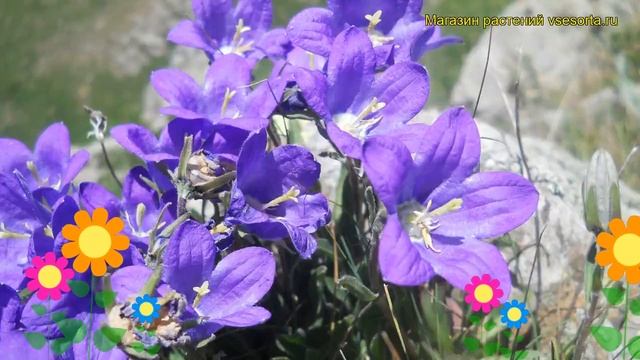 Колокольчик оше. Краткий обзор, описание характеристик, где купить campanula aucherii смотреть онлайн