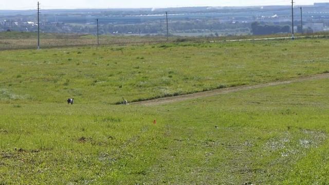 Ирландский волкодав MILIY ZVER CHANTEL (К) - MILIY ZVER CINCINNAT (Б). ЧРКФ Суханово 2019. смотреть онлайн