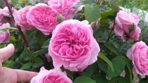 Цветение роз: Версайни, Ангела, Гертруда Джекилл, Чиппендейл #розы #цветениероз #розывсаду