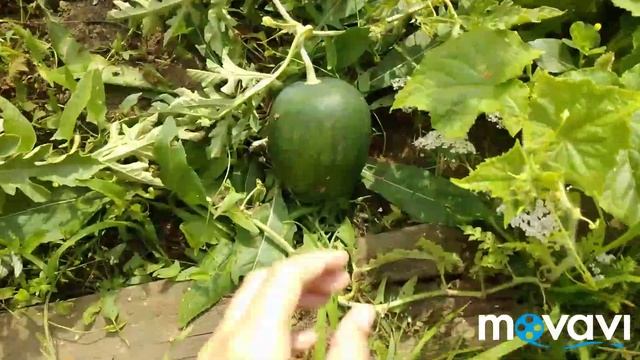 Как я вырастил арбузы сорта огонёк в Казани!??? смотреть онлайн