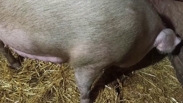 Как свиноматка ложится что-бы накормить своих деток//Поросятам три недели//Новорожденные поросята// смотреть онлайн