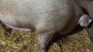 Как свиноматка ложится что-бы накормить своих деток//Поросятам три недели//Новорожденные поросята//