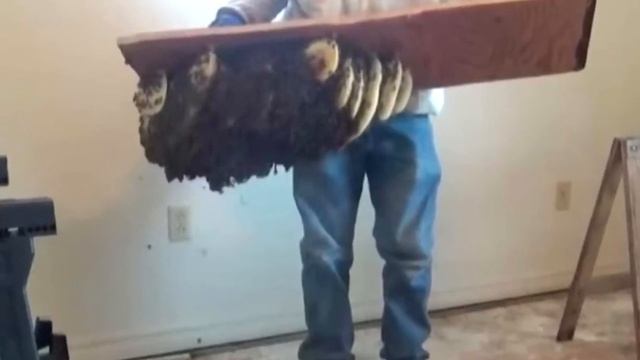У женщины под кроватью нашли гнездо пчёл! Она была близка к смерти! смотреть онлайн