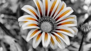 рабы лампы - последнее воскресенье