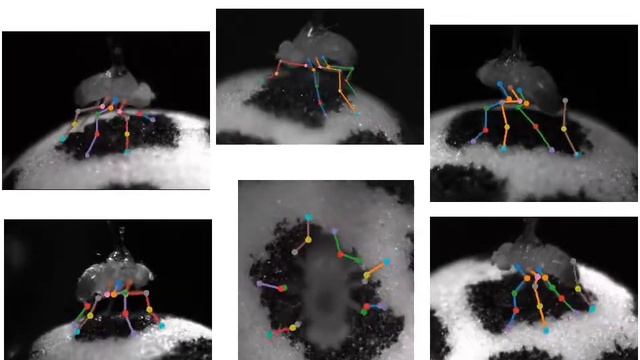 Anipose: A toolkit for robust markerless 3D pose estimation смотреть онлайн