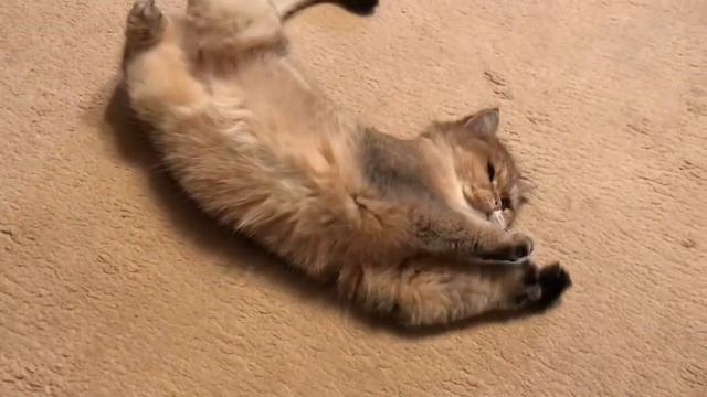 забавный и смешной котенок (СМОТРЕТЬ!!!!) смотреть онлайн